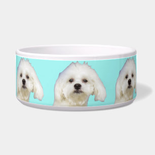 White dog Maltese Puppy