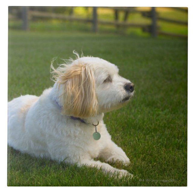 White dog tile (Front)