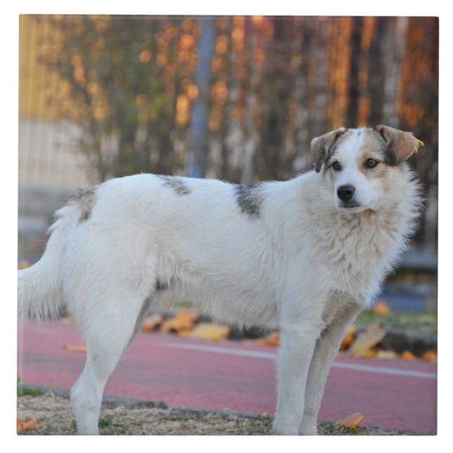 White dog tile (Front)