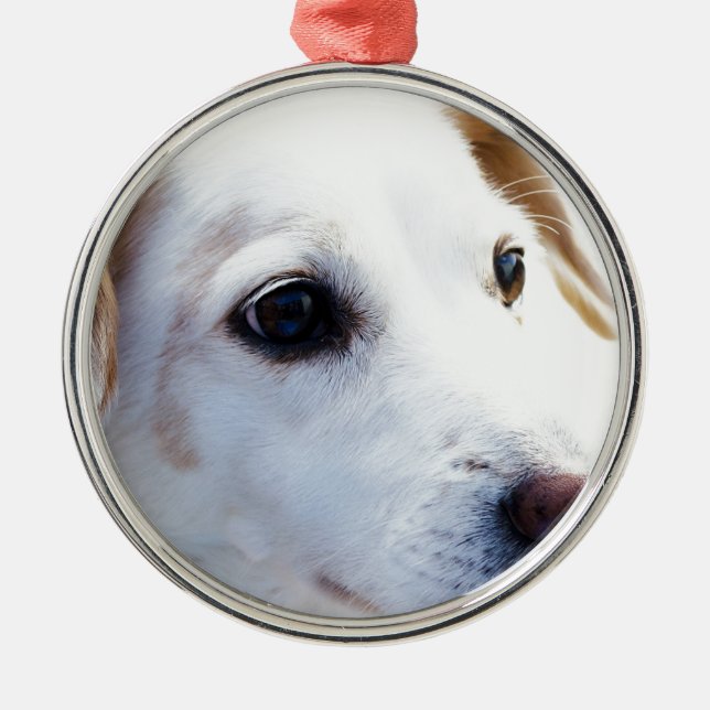 White Dog with Faithful Eyes, Animal Pets Dogs BFF Metal Ornament (Front)
