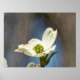 White Dogwood Bloom Poster
