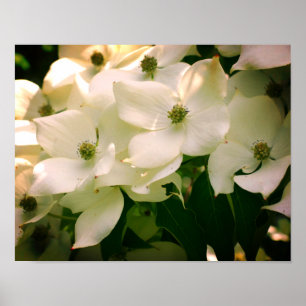 White Dogwood Flower Blossoms  Poster