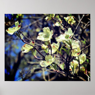 White Dogwood Flower Blossoms  Poster