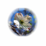 White Dogwood Flower pin Photo Sculpture Button<br><div class="desc">This pin features a single white Dogwood Tree, Cornus florida, flower against a blue sky. Missouri state tree. Virginia state tree and state flower. North Carolina state flower. Symbolically the Dogwood flower often represents Love undiminished by adversity, and durability. In Christianity, it is often considered a symbol of the crucifixion....</div>