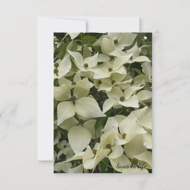  White Dogwood Flowers Card (Front)