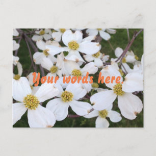 White Dogwood Flowers Your Words Postcards