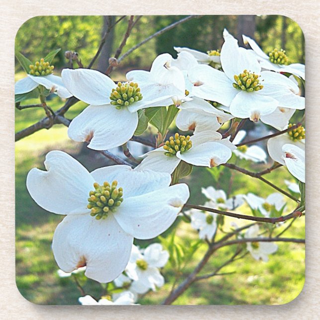 White Dogwood Tree Flower Drink Cork Coaster (Front)