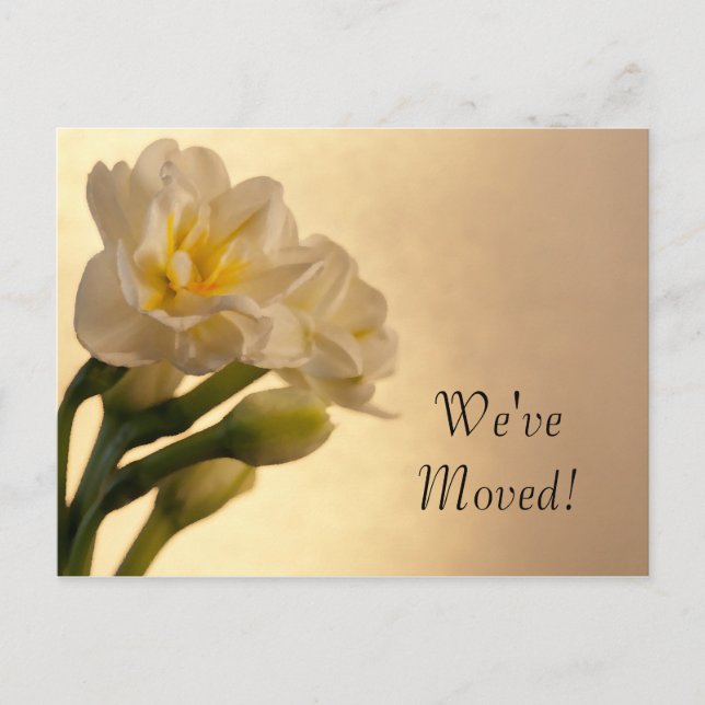 White Double Daffodils Change of Address Announcement Postcard (Front)