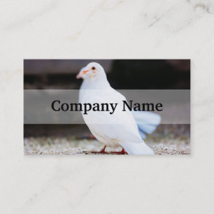 White Dove, Bird Photograph Business Card