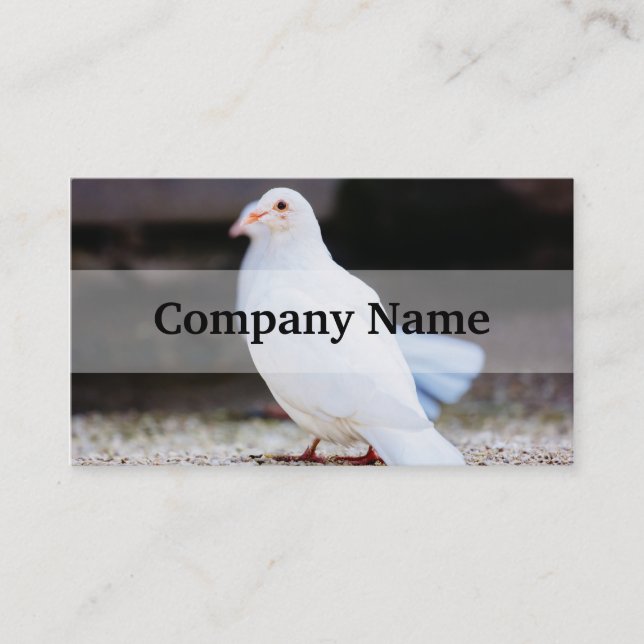 White Dove, Bird Photograph Business Card (Front)