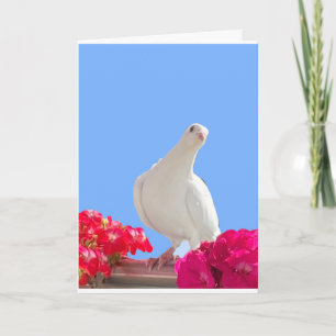 White Dove Editable  Card