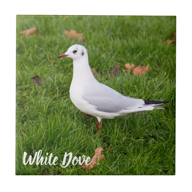 White Dove for bird and Pigeon lover gift Tile (Front)