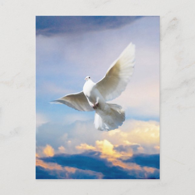 White dove in flight postcard (Front)