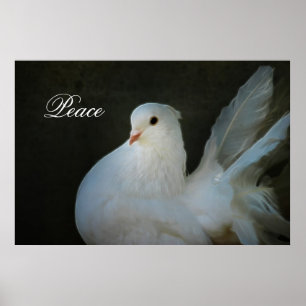 White dove peace symbol poster