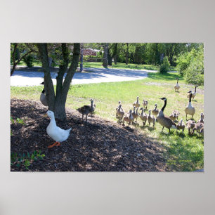 WHITE DUCK AND GEESE POSTER