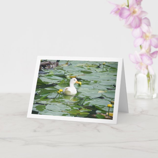 White Duck In Lily Pond Card (Orchid)