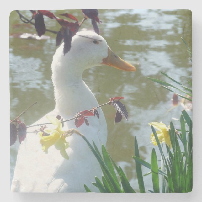 White Duck In Yellow Daffodils Coaster (Front)