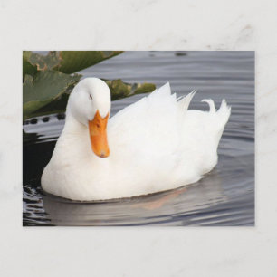 White Duck Photo Postcard
