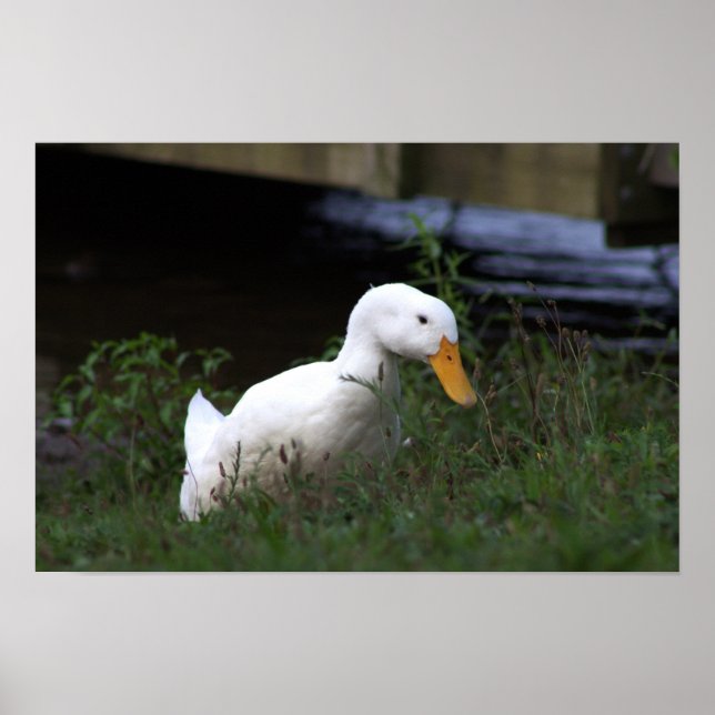 White Duck Photo Poster (Front)