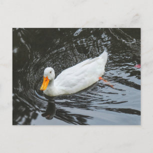 White Duck. Roath Park Lake, Cardiff, Wales. Postcard