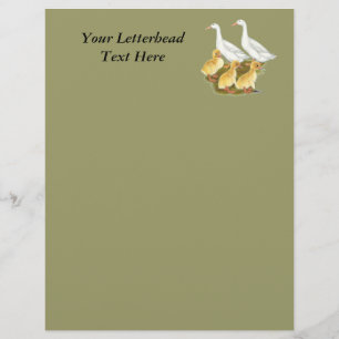 White Ducks and Ducklings