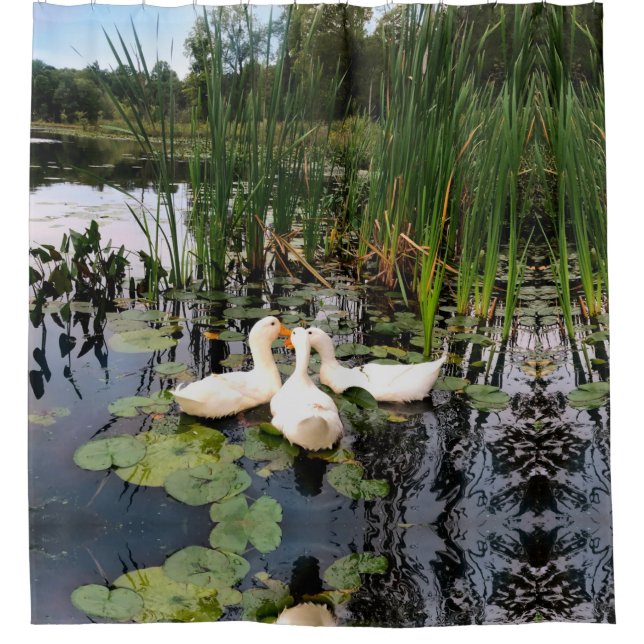 White ducks, lily pads, cattails, lake shore (Front)