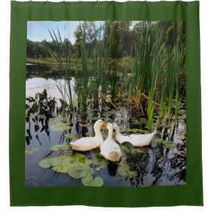 White ducks, lily pads, cattails, lake shore