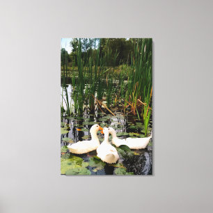 White ducks, lily pads, cattails, lake shore canvas print