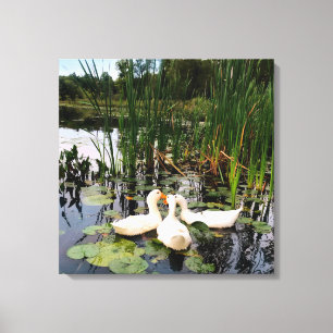 White ducks, lily pads, cattails, lake shore canvas print