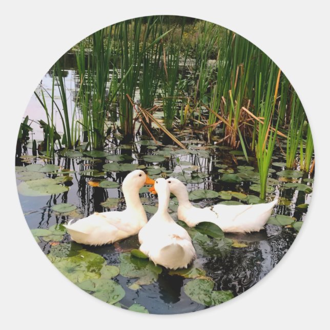 White ducks, lily pads, cattails, lake shore classic round sticker (Front)