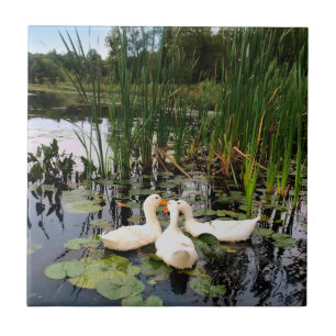 White ducks, lily pads, cattails, lake shore tile