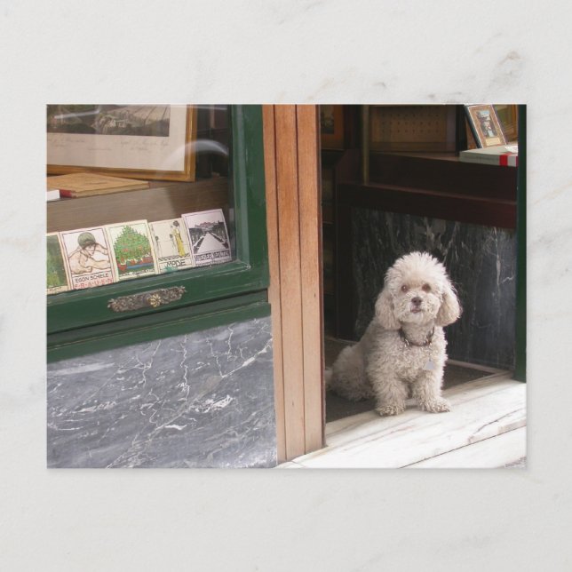 White Dwarf Poodle Postcard (Front)