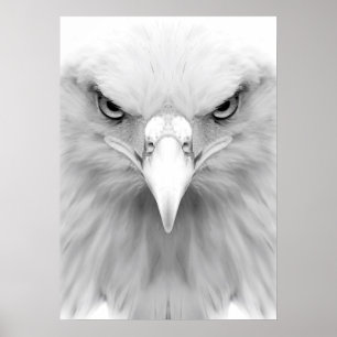 White eagle poster