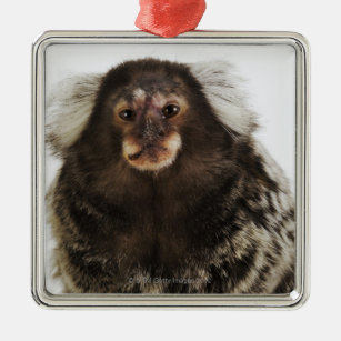 White eared Marmoset on branch, close up, studio Metal Ornament