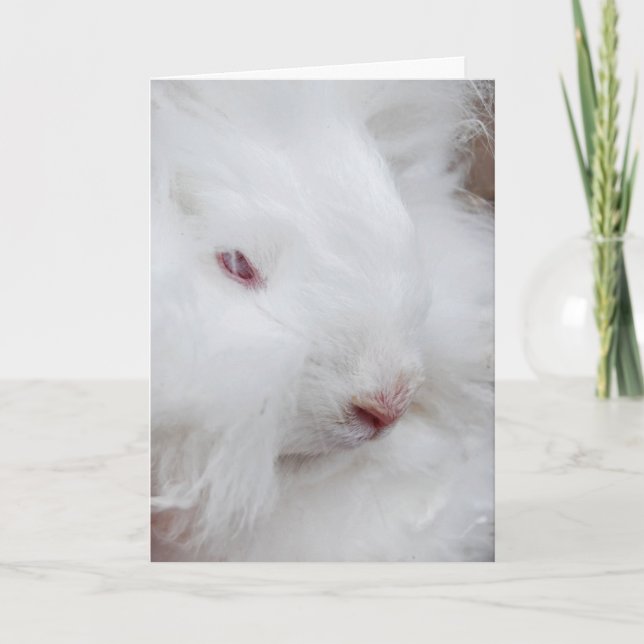 White Easter Bunny  Holiday Card (Front)