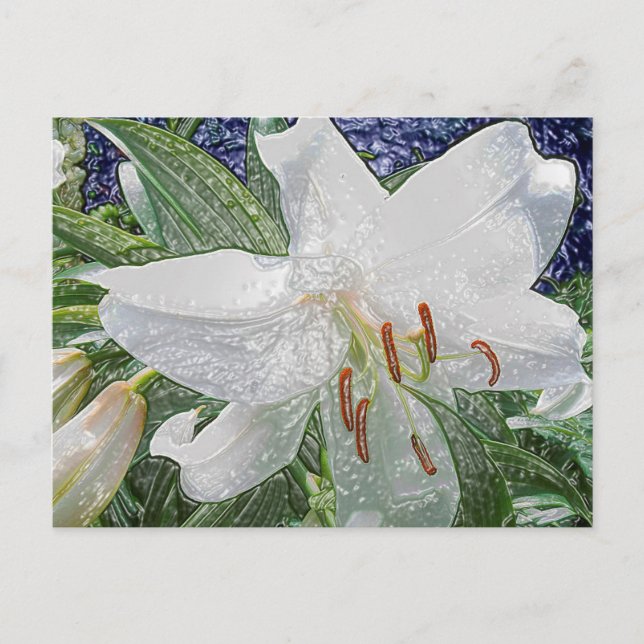 White Easter Lily Postcard (Front)