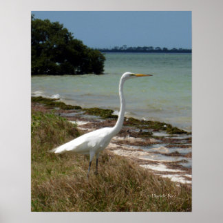 White Egret 2 Poster