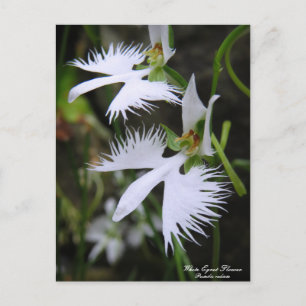 White Egret Flower :Postcard Postcard