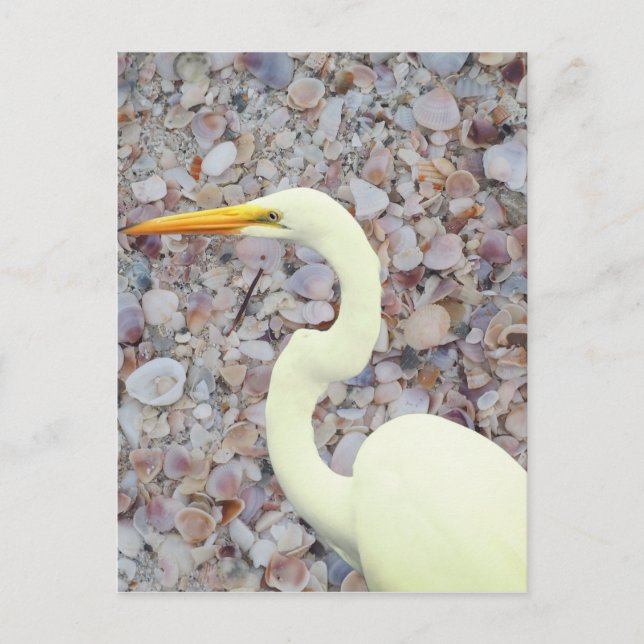 White egret holiday postcard (Front)
