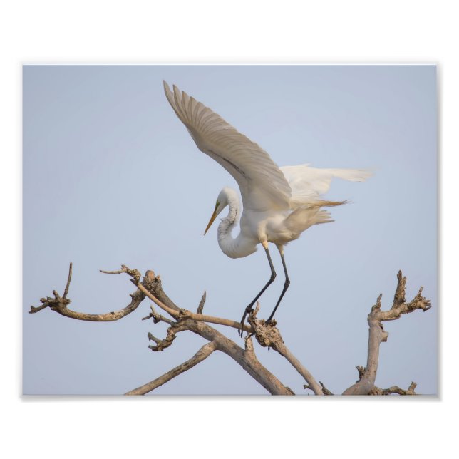 White Egret Landing in Tree Photo Print (Front)