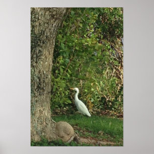 White Egret Poster