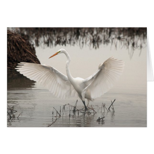 White Egret, Wings Spread, Lake, Misty (Front Horizontal)