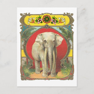 White Elephant Postcard