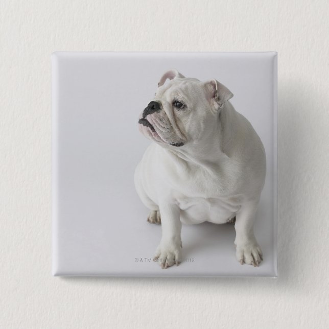White English Bulldog 2 Inch Square Button (Front)
