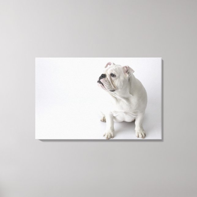 White English Bulldog Canvas Print (Front)