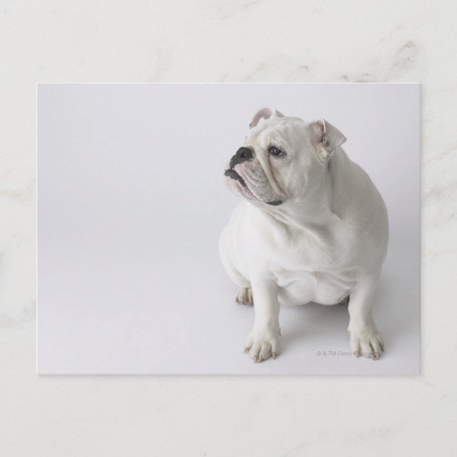 White English Bulldog Postcard (Front)