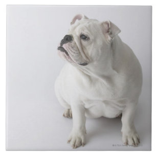 White English Bulldog Tile