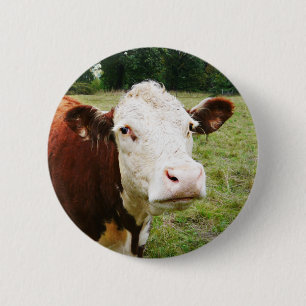 White Faced Beef Cow 2 Inch Round Button