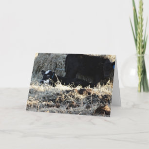 White Faced Calf & Cow Card