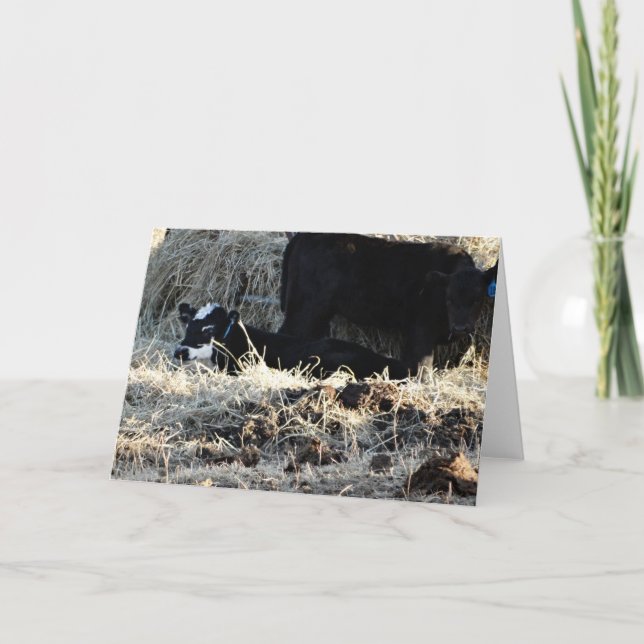 White Faced Calf & Cow Card (Front)